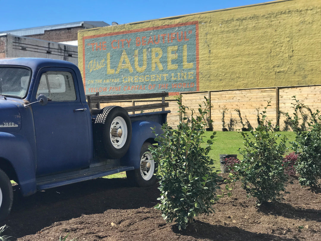 Laurel In Full Bloom