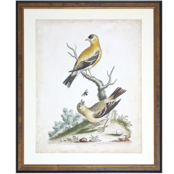 Bird, Art, British, Edwards, Birds in Eglomise Frames, Set of 4 Antique  Prints, London, Mid 18th Century – George Glazer Gallery, Antiques