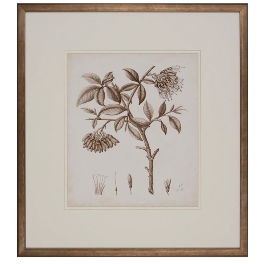 Antique Sepia Botanical I